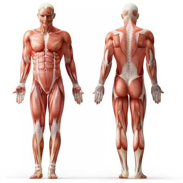 Human musculature